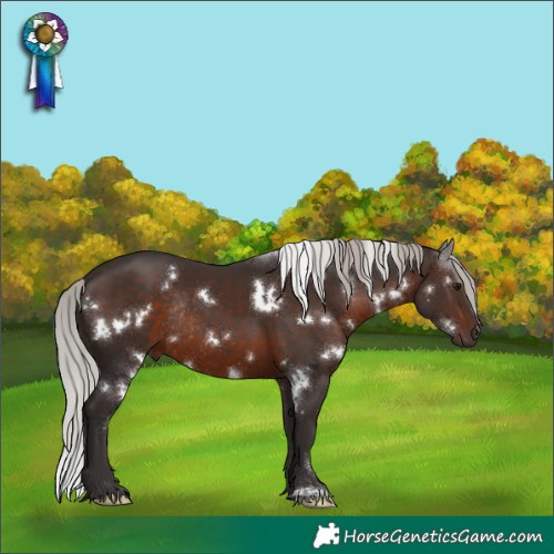 Horse Color:White Spotted Silver Brown Rabicano