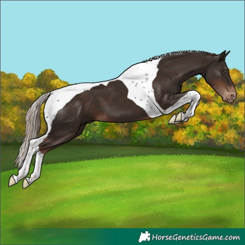 Horse Color:Liver Chestnut Tobiano Varnish 