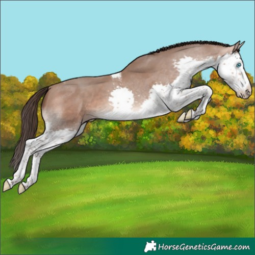 Horse Color:Sable Champagne Splash Tobiano 