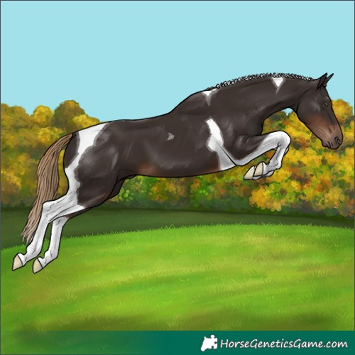 Horse Color:Liver Chestnut Tobiano 