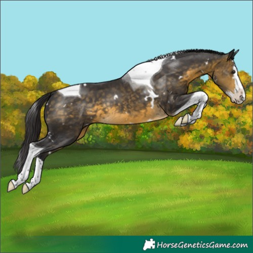 Horse Color:White Spotted Buckskin Splash Tobiano