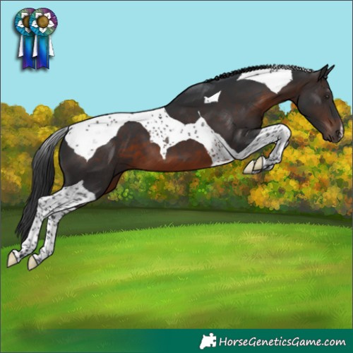 Horse Color:Brown Tobiano
