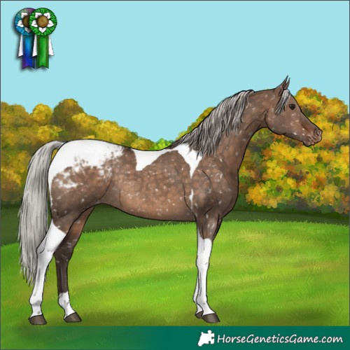 Horse Color:Silver Brown Dun Tobiano Snowcap Rabicano