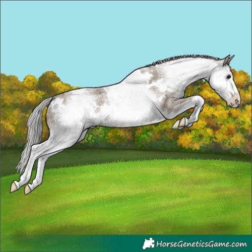 Horse Color:White Spotted Silver Grullo Varnish Rabicano 