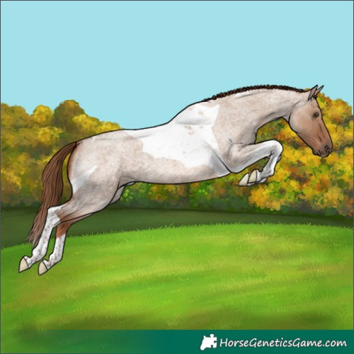 Horse Color:Red Dun Roan Tobiano 