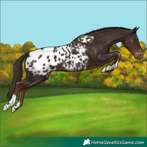Horse Color:Liver Chestnut Blanket 