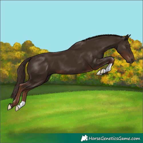 Horse Color:Liver Chestnut
