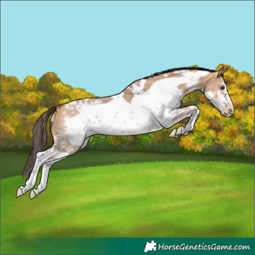 Horse Color:White Spotted Bay Dun Sabino Frame Varnish