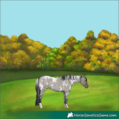 Horse Color:White Spotted Grullo Roan Snowflake Varnish