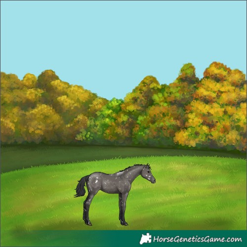 Horse Color:White Spotted Grullo Snowflake Varnish