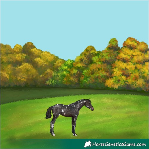 Horse Color:White Spotted Brown Snowflake Varnish