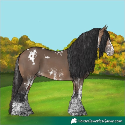 Horse Color:White Spotted Bay Dun