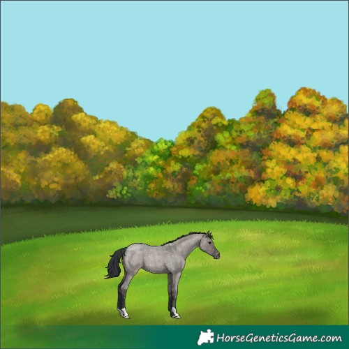 Horse Color:Grullo Roan Snowflake Varnish