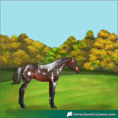 Horse Color:White Spotted Bay Rabicano