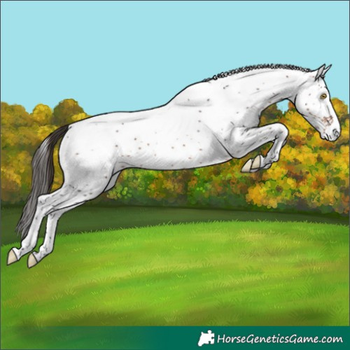 Horse Color:White Spotted Bay Rabicano 