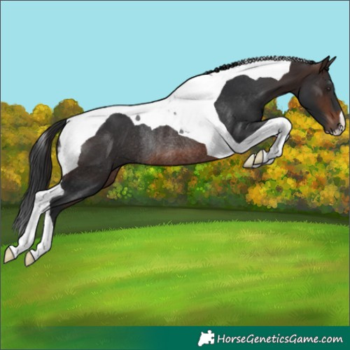 Horse Color:Brown Tobiano Rabicano