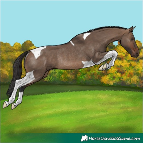 Horse Color:Brown Dun Tobiano Rabicano