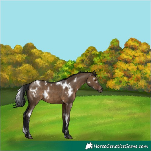Horse Color:Gray White Spotted Brown Dun Varnish Rabicano 