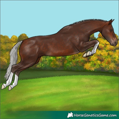 Horse Color:Silver Bay 