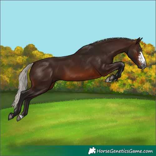 Horse Color:Gray Silver Brown Sabino 