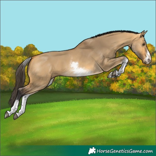 Horse Color:White Spotted Buckskin Dun Sabino