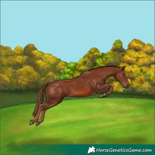 Horse Color:Chestnut 