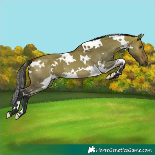 Horse Color:White Spotted Bay Dun 