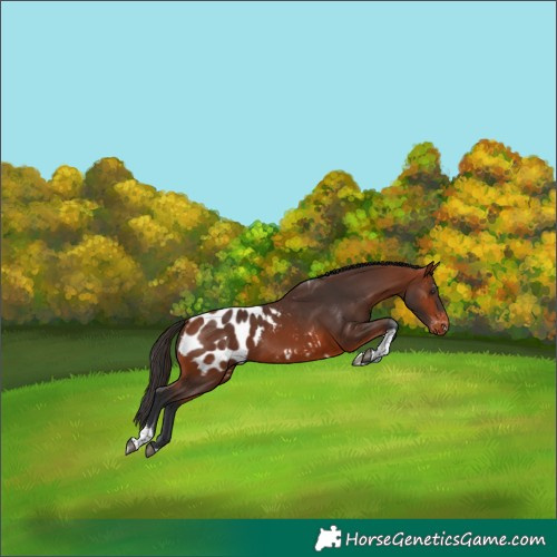 Horse Color:Bay Sabino Tobiano Blanket