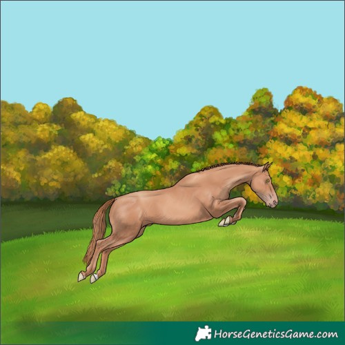 Horse Color:Gold Champagne