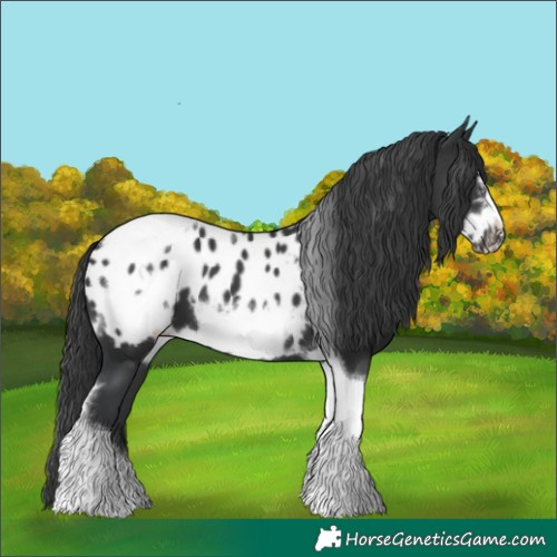Horse Color:Black Sabino Tobiano Frame Near Leopard 