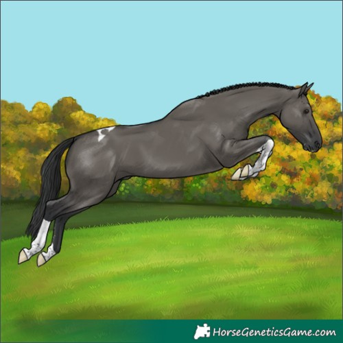 Horse Color:Grullo Sabino Tobiano