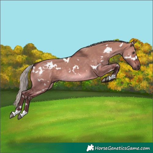 Horse Color:White Spotted Silver Brown Dun