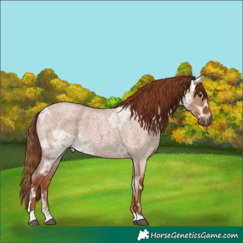 Horse Color:Red Dun Ice Roan 