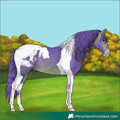 Horse Color:Watercolor Bay Tobiano Blanket 