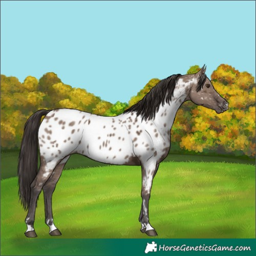 Horse Color:Liver Red Dun Ice Near Leopard