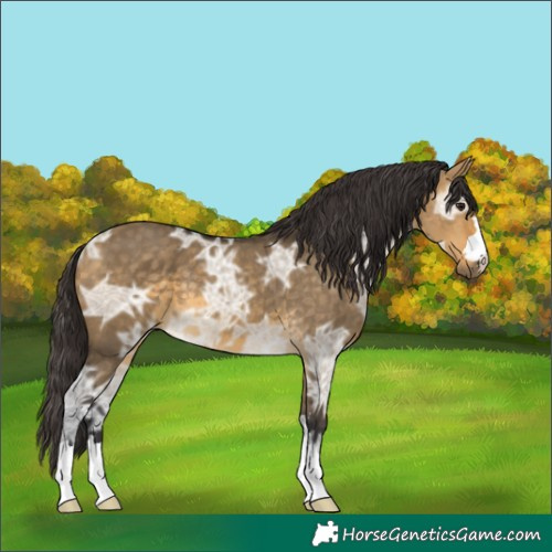 Horse Color:Buckskin Ice Dun 