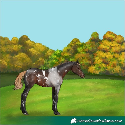 Horse Color:White Spotted Liver Chestnut Snowflake Varnish