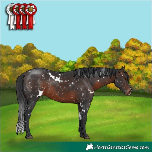 Horse Color:White Spotted Bay Snowflake Varnish