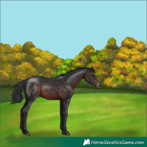 Horse Color:Brown Varnish 