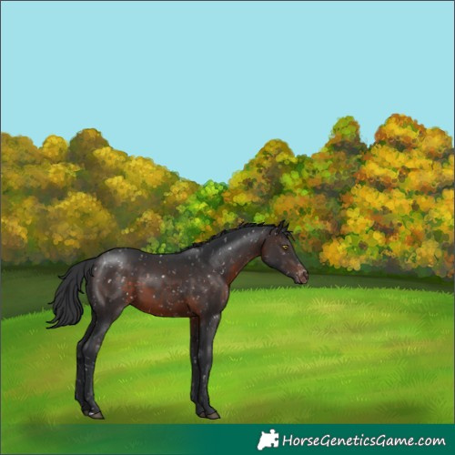 Horse Color:Brown Snowflake Varnish