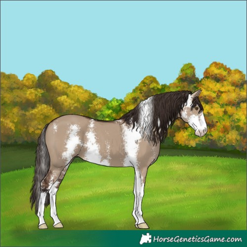 Horse Color:Liver Red Dun Sabino