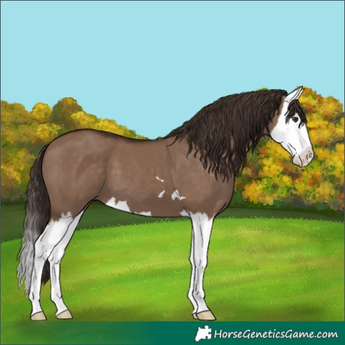 Horse Color:Liver Red Dun Splash