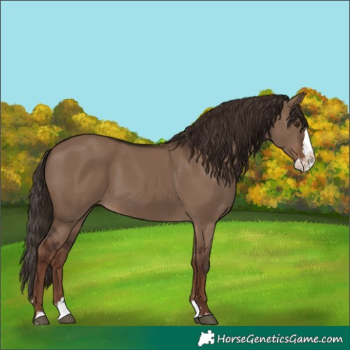Horse Color:Liver Red Dun Splash 