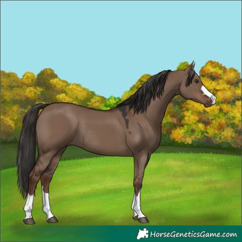 Horse Color:Liver Red Dun Rabicano