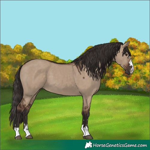 Horse Color:Liver Red Dun