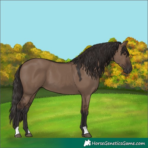 Horse Color:Liver Red Dun 