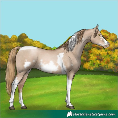 Horse Color:Liver Red Dun Pearl Sabino Tobiano Frame