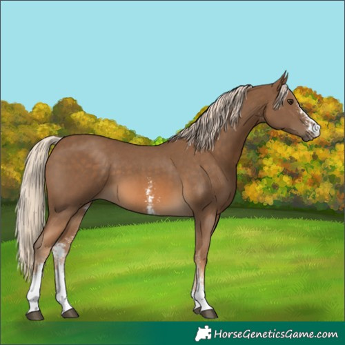 Horse Color:Chocolate Palomino Sabino