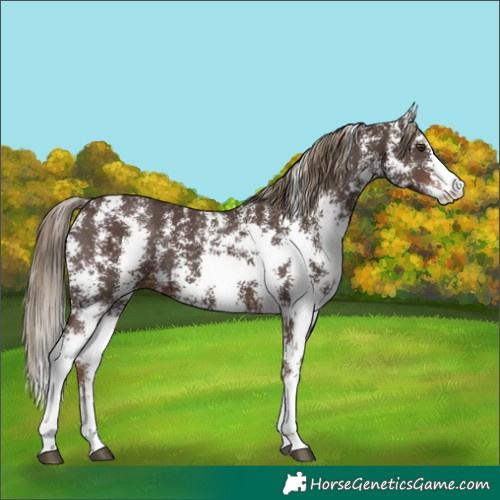 Horse Color:Liver Chestnut Sabino