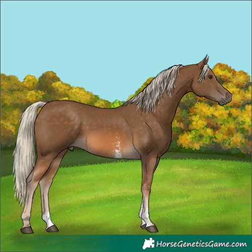 Horse Color:Chocolate Palomino Sabino